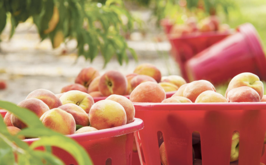 8月10日桃子丰收节